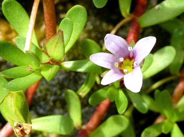 flowered bacopa plant